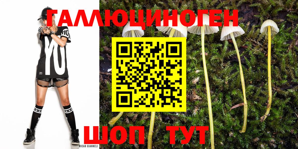 Псилоцибиновые грибы Psilocybe Камышин